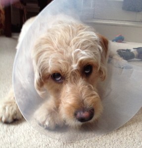 Dog Cone by Yasmin